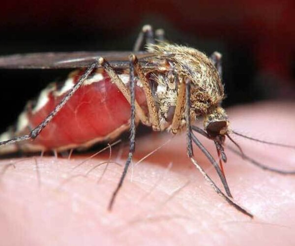 В Африке появился новый вид малярийного комара