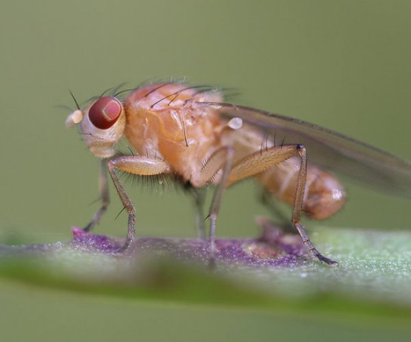 Швейцарские ученые испытали «эликсир молодости» на мухах