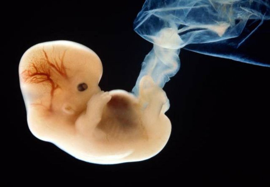 Биологи выяснили соотношение полов на протяжении всей беременности