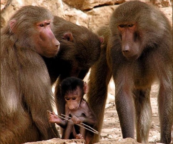 Выбор самцов бабуинов оказался куда более сложным чем считалось ранее