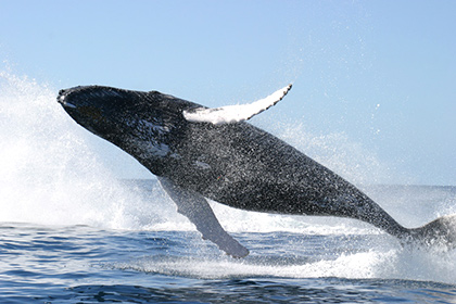 Нервные волокна китов способны растягиваться
