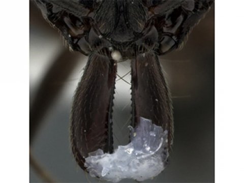 Ученые доказали, что муравьи используют мандибулы для защиты