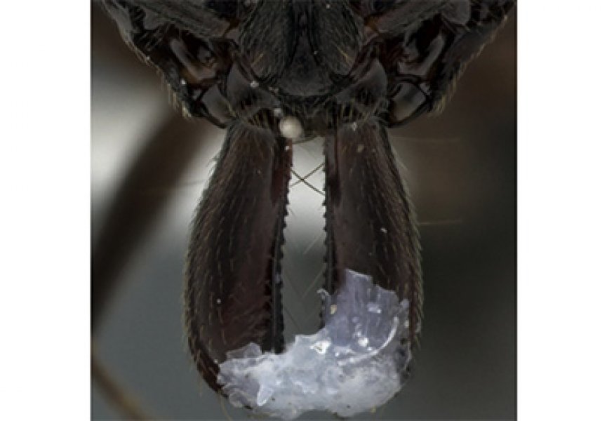 Ученые доказали, что муравьи используют мандибулы для защиты