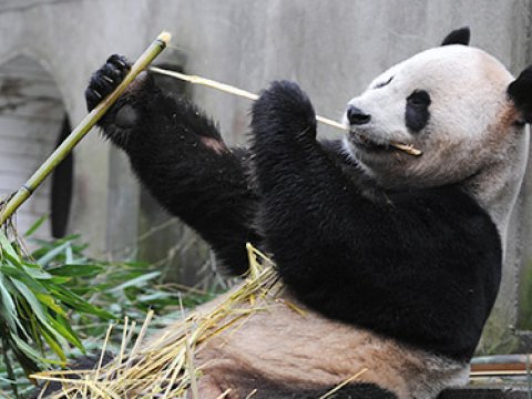 Ученые доказали неэффективность пищеварительной системы больших панд