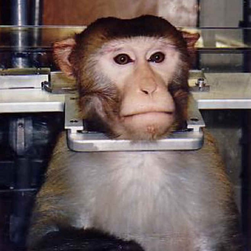 Едят мозги обезьяны. Поедание мозга живой обезьяны. Деликатес мозг живой обезьяны. Живая обезьяна.