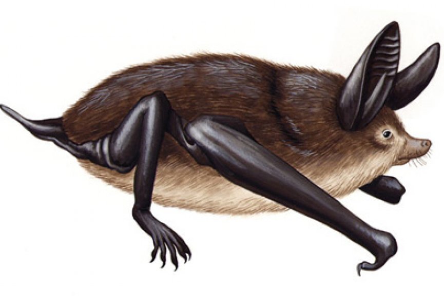 На территории Новой Зеландии нашли останки гигантских летучих мышей
