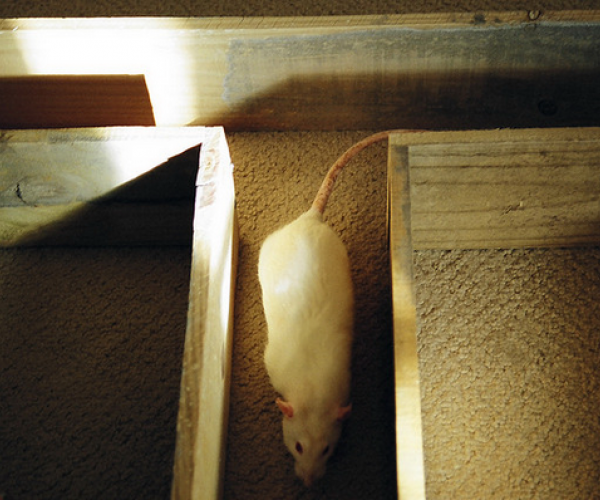 Крысы могут фантазировать во сне