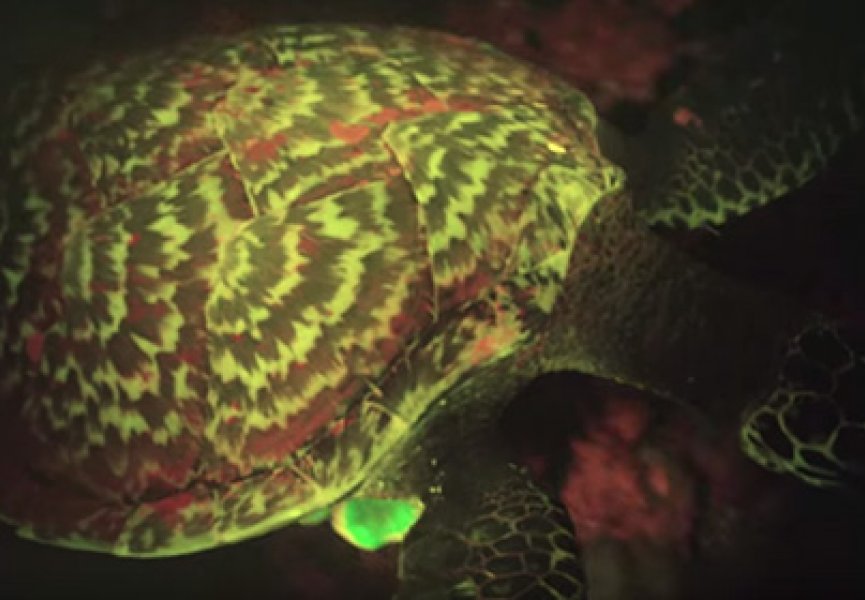 Найдена единственная в мире светящаяся черепаха