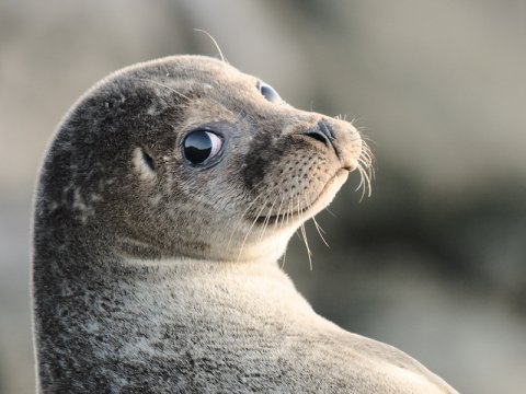 Тюлени обладают уникальными усами