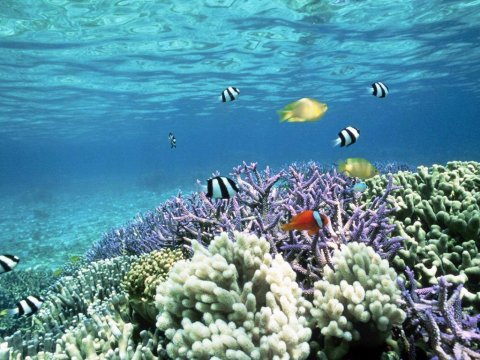 Почти 19 процентов коралловых рифов находятся на грани исчезновения
