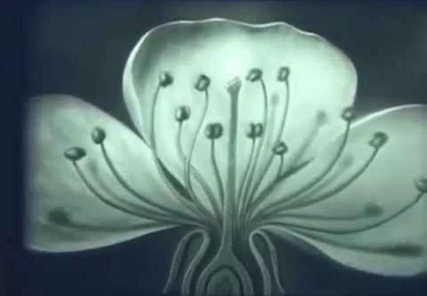 Двойное оплодотворение цветковых растений, Леннаучфильм, 1969