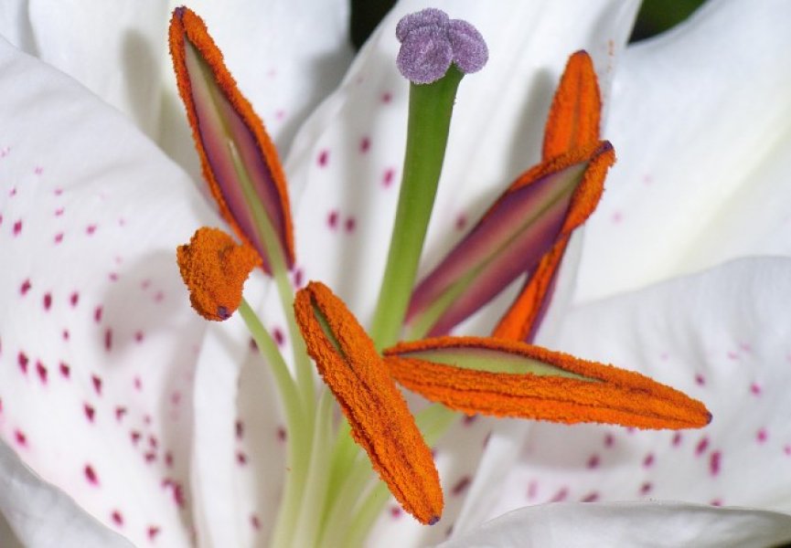 Декоративный цветок Метелка персиковый Польша - Киевская Мануфактура Мыла