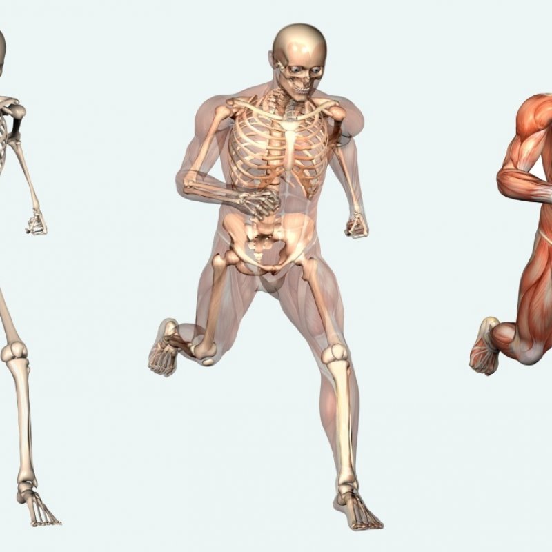 Тест костно мышечная система. Диагностика заболеваний костно-мышечной системы. Семиотика поражения костной системы у детей. Строение скелета человека. Скелет с мышцами.
