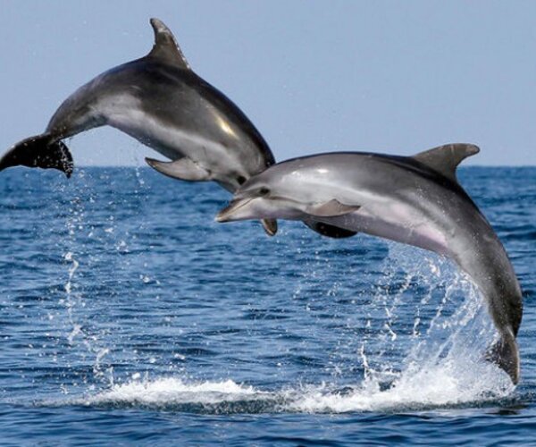 Дельфины устанавливают между собой график охоты