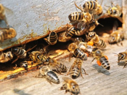 Ученые нашли причину массового вымирания пчел на пасеках США и Европы