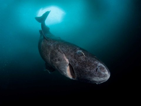 Зрение гренландской акулы остаётся идеальным даже после 130+ лет жизни