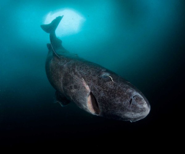 Зрение гренландской акулы остаётся идеальным даже после 130+ лет жизни