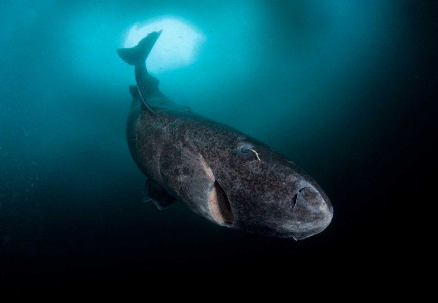 Зрение гренландской акулы остаётся идеальным даже после 130+ лет жизни