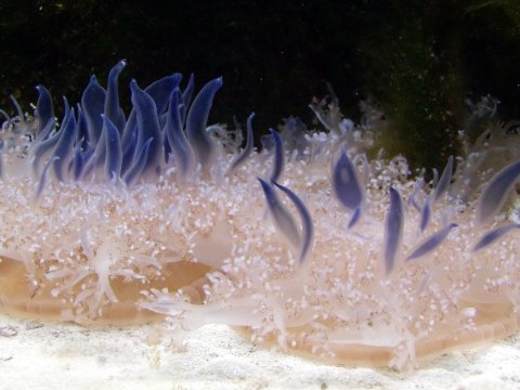 Учёные доказали: одна из главных причин сна появилась 600 миллионов лет назад