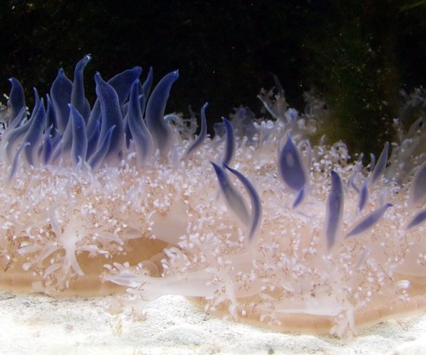 Учёные доказали: одна из главных причин сна появилась 600 миллионов лет назад