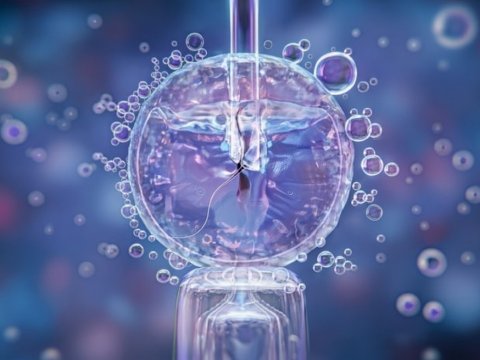 Прорыв в репродуктивной биологии: создана «матка на чипе» для изучения тайн имплантации эмбриона