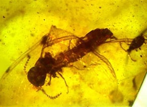 Ученые нашли останки насекомого, жившего 100 млн. лет назад