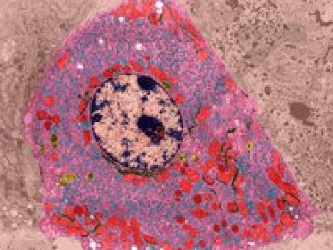 Вирус гепатита С способен блокировать естественную гибель клеток печени