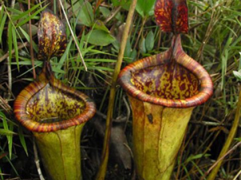 Открыт новый вид гигантского хищного растения