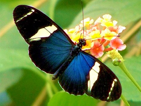 Зафиксирован процесс видообразования в популяции бабочек