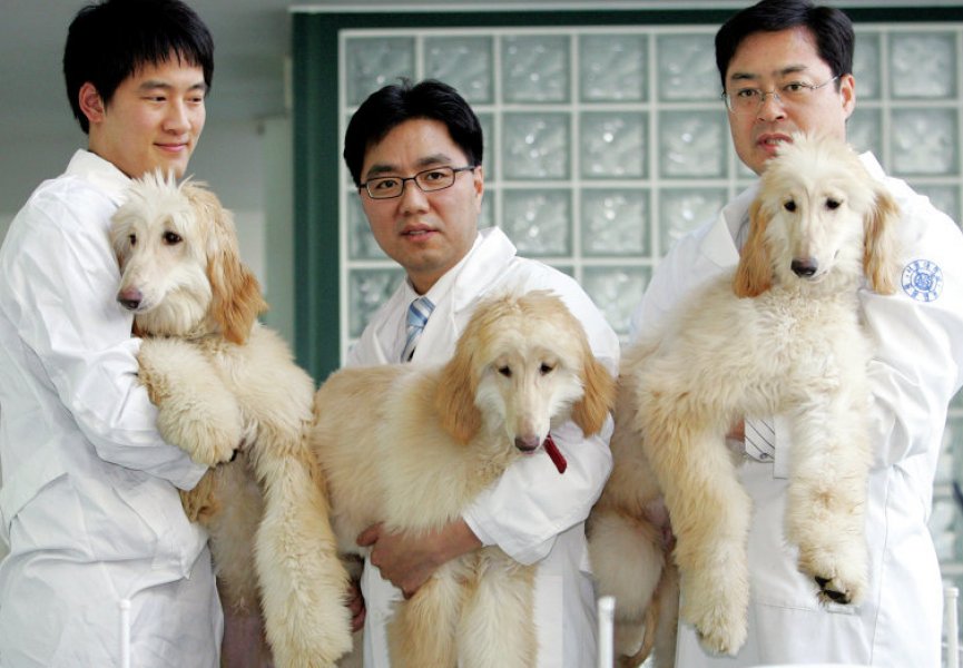 В Китае появится фабрика клонирования животных