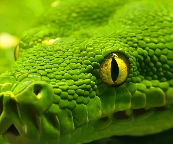 Эволюционная теория развития змей была опровергнута