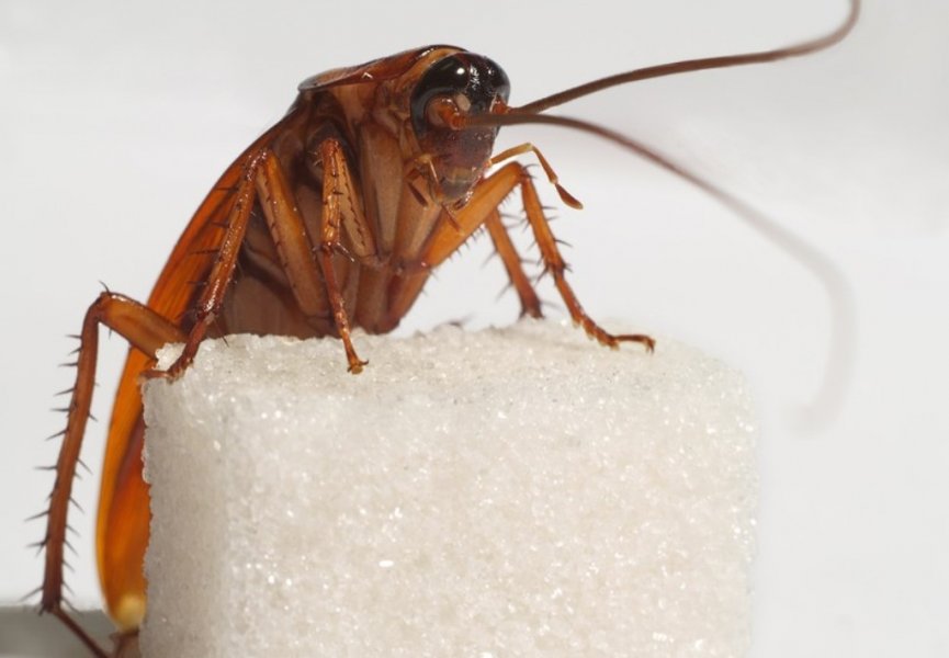 Уже известно почему тараканы сбиваются в группы