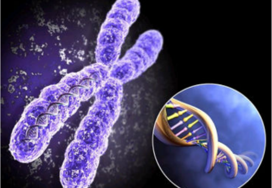 Тайна генов-двойников – раскрыта