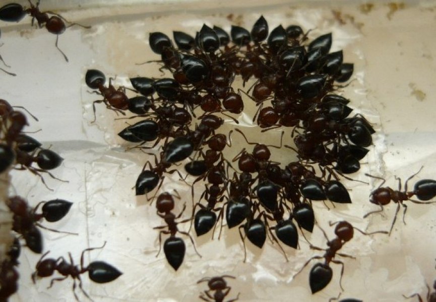 Американцы создали асоциальных муравьев