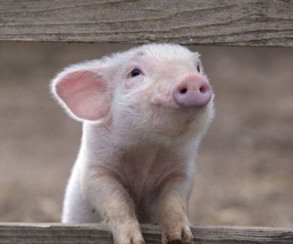 В мире скоро появятся стойкие к вирусам свиньи