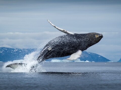 Выяснена причина гигантизма китов