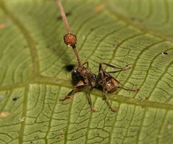 Гриб-паразит делает из муравьев зомби не поражая их нервную систему