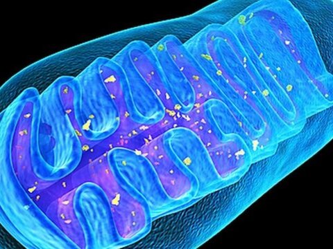 Способны ли клеточные органеллы нагреваться?