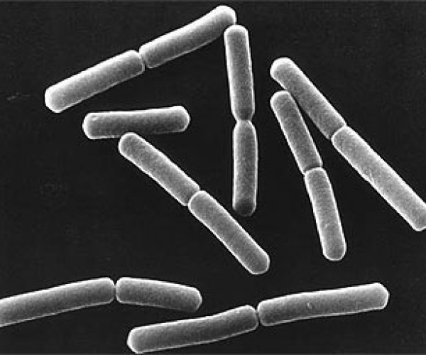 Сенная палочка помогла увидеть прошлое бактерий