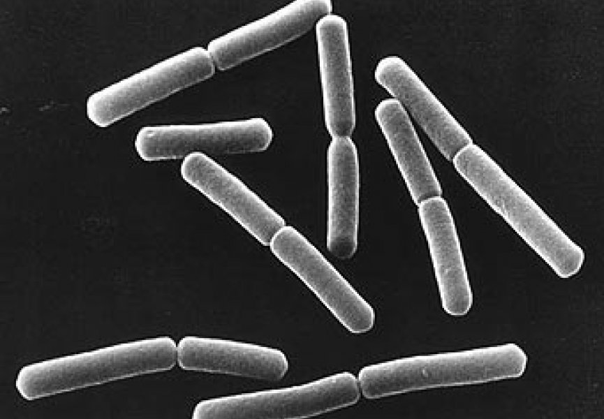 Сенная палочка помогла увидеть прошлое бактерий
