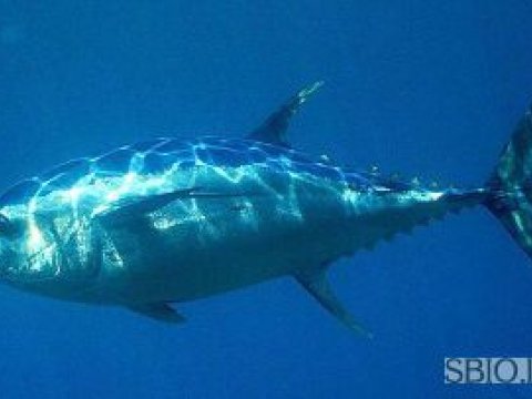 Экологи считают правильным закрытие двух районов вылова тунца