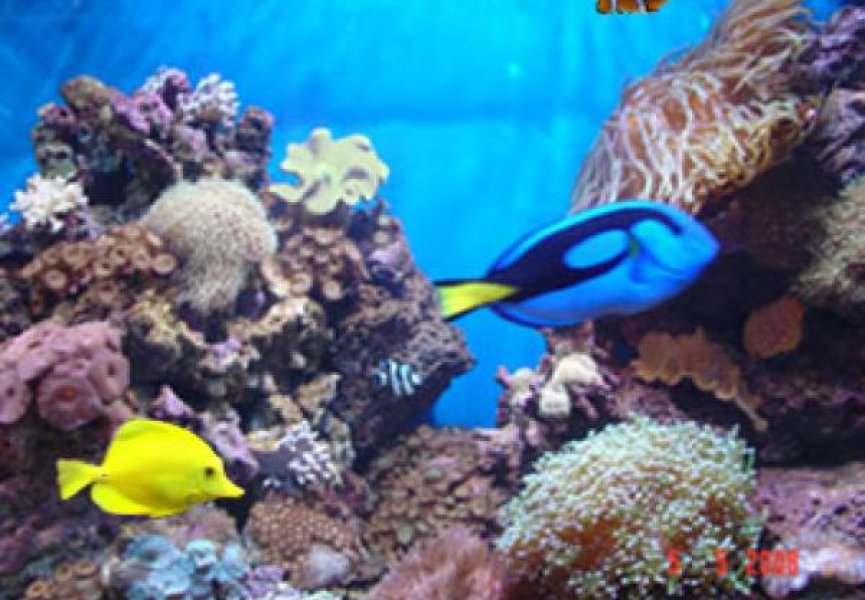 В Карибском море резко сократилась популяция коралловых рыб