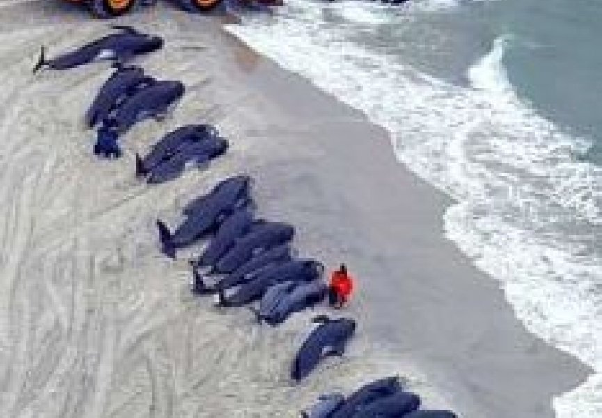 Загадка массовых самоубийств китов