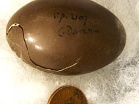 В Кембридже нашли яйцо из коллекции Дарвина