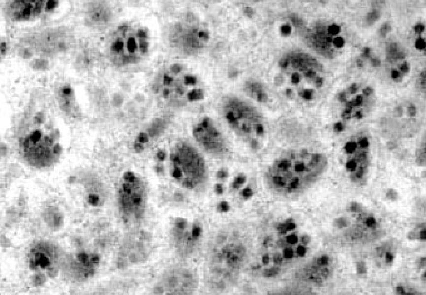 Ученые доказали симбиоз между осами и вирусами