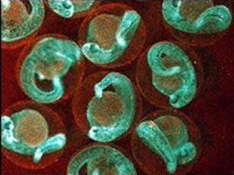 Ученые открыли секрет защиты клеток от рака
