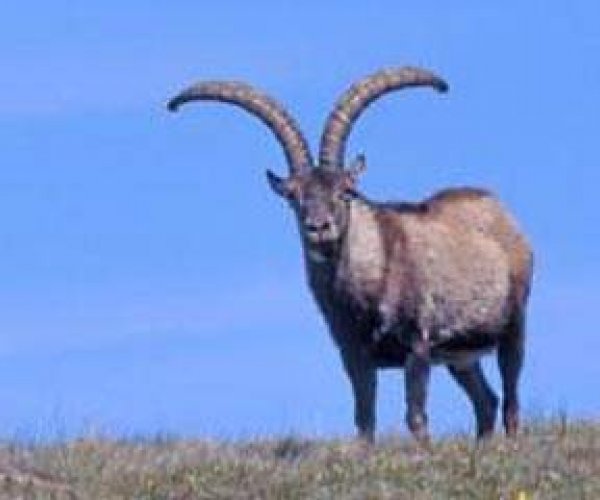 Клонированный пиренейский горный козел умер