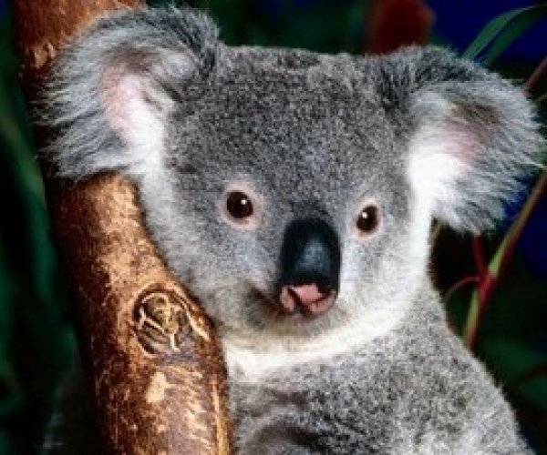 Повышение уровня углекислого газа является угрозой для коал