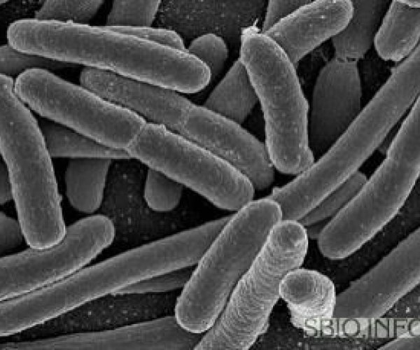 Ученые создали "бактериальное спиртовое биотопливо"