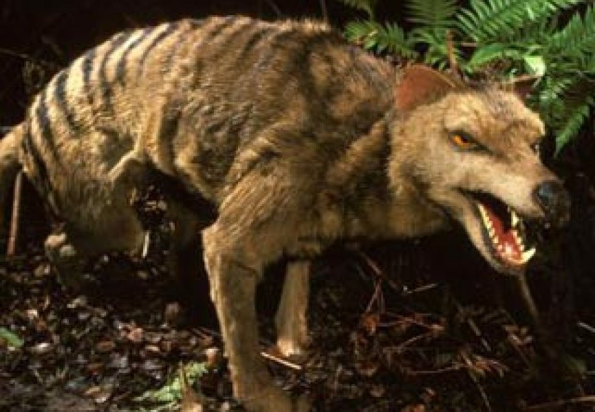 Биологи установили причину исчезновения тасманийских волков